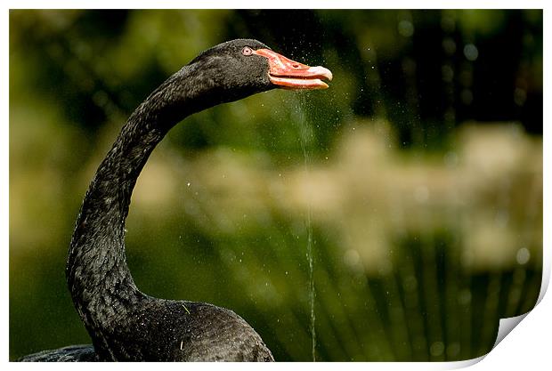 Black Swan Print by Mark Llewellyn