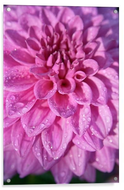 Pink Dahlia With Raindrops Acrylic by Paul Corrigan
