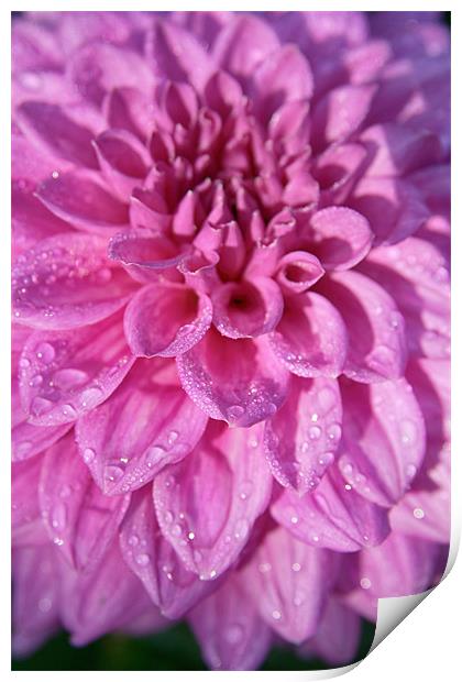 Pink Dahlia With Raindrops Print by Paul Corrigan