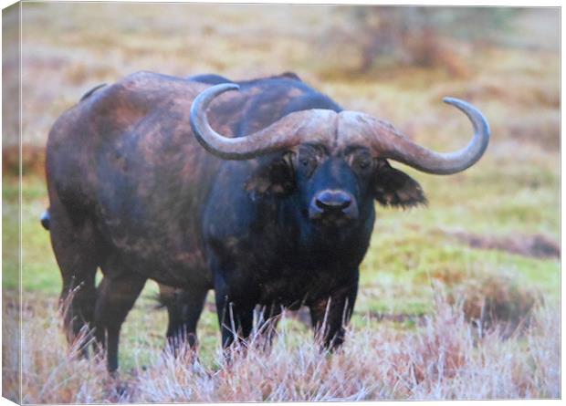 cape buffalo Canvas Print by caren chapman