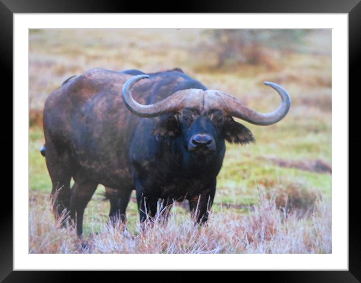 cape buffalo Framed Mounted Print by caren chapman