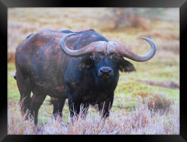cape buffalo Framed Print by caren chapman