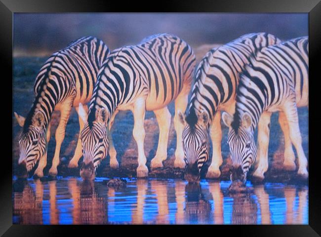 burchell zebras Framed Print by caren chapman