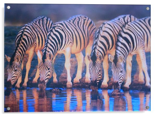 burchell zebras Acrylic by caren chapman