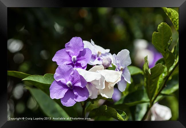 pretty white and purple flowers Framed Print by Craig Lapsley