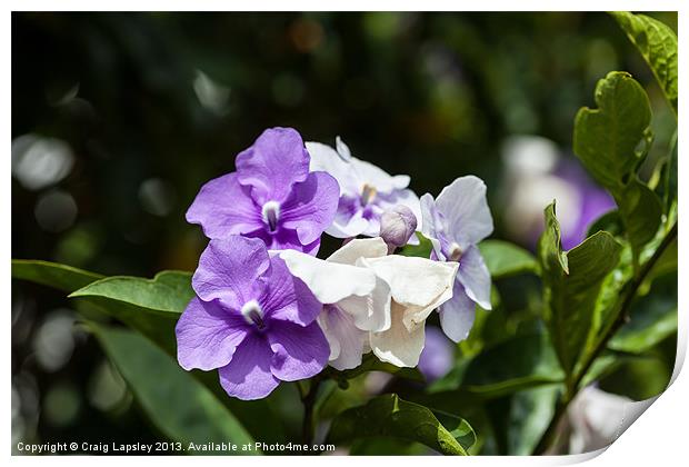 pretty white and purple flowers Print by Craig Lapsley