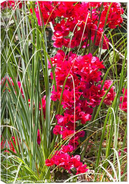 bougainvillea reaches down to the tall grass Canvas Print by Craig Lapsley
