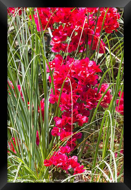 bougainvillea reaches down to the tall grass Framed Print by Craig Lapsley