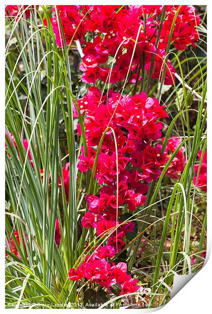 bougainvillea reaches down to the tall grass Print by Craig Lapsley