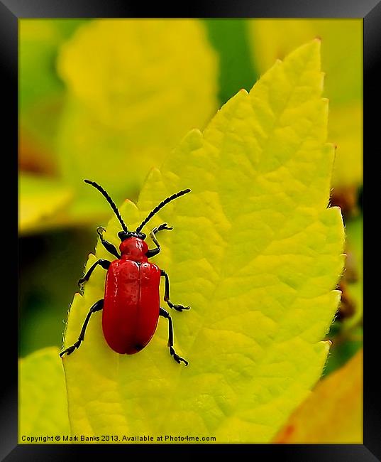 Cardinal Beetle Framed Print by Mark  F Banks