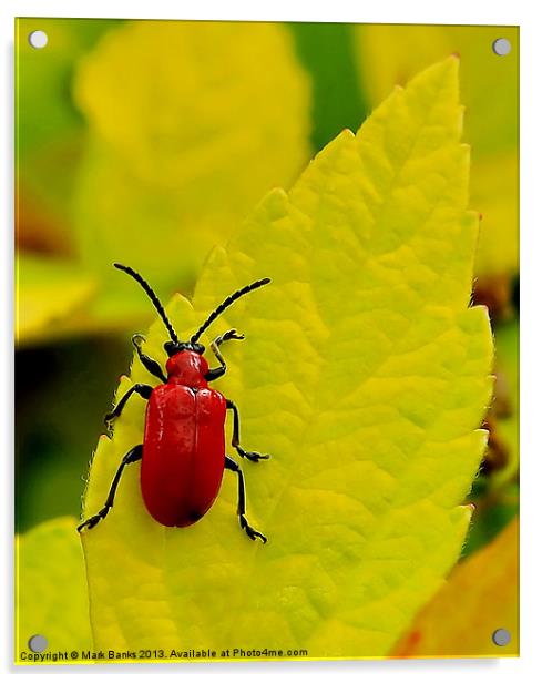Cardinal Beetle Acrylic by Mark  F Banks
