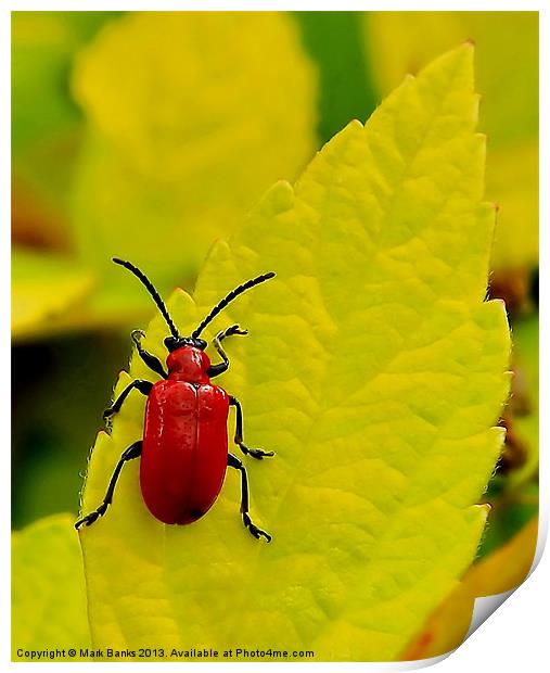 Cardinal Beetle Print by Mark  F Banks