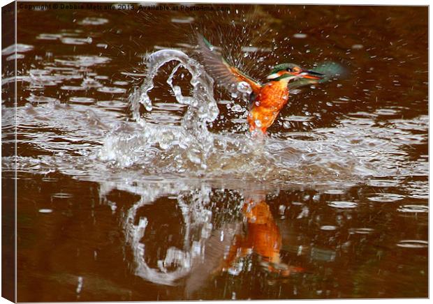 Kingfisher splash Canvas Print by Debbie Metcalfe