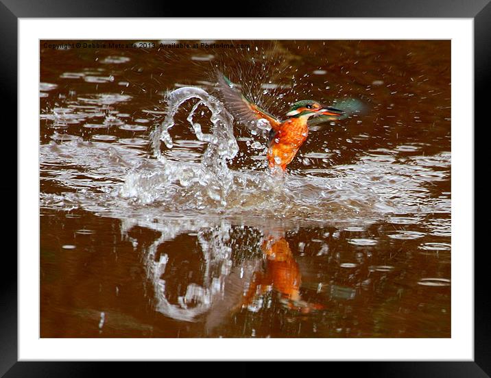 Kingfisher splash Framed Mounted Print by Debbie Metcalfe