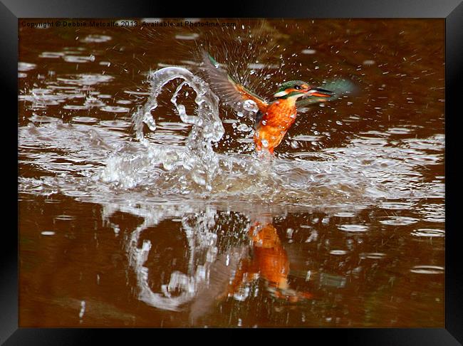 Kingfisher splash Framed Print by Debbie Metcalfe