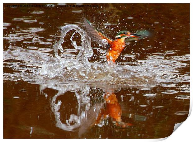 Kingfisher splash Print by Debbie Metcalfe