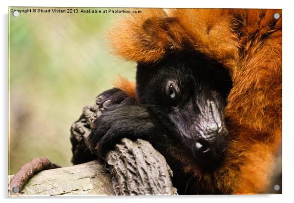 Red Ruffed Lemur Acrylic by Stuart Vivian