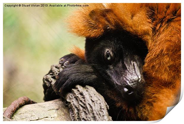 Red Ruffed Lemur Print by Stuart Vivian