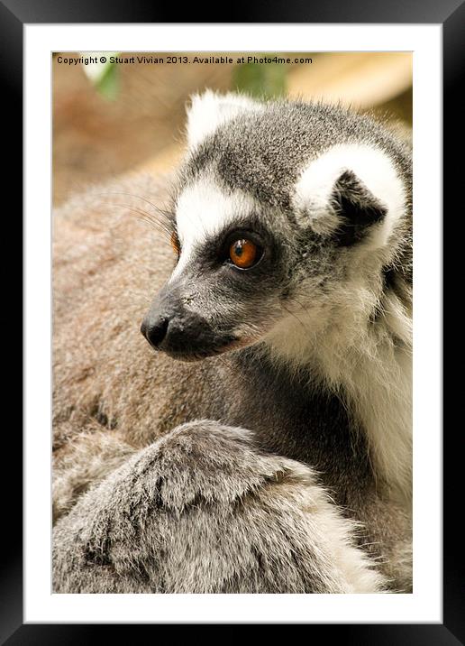 Ring-Tailed Lemur Framed Mounted Print by Stuart Vivian