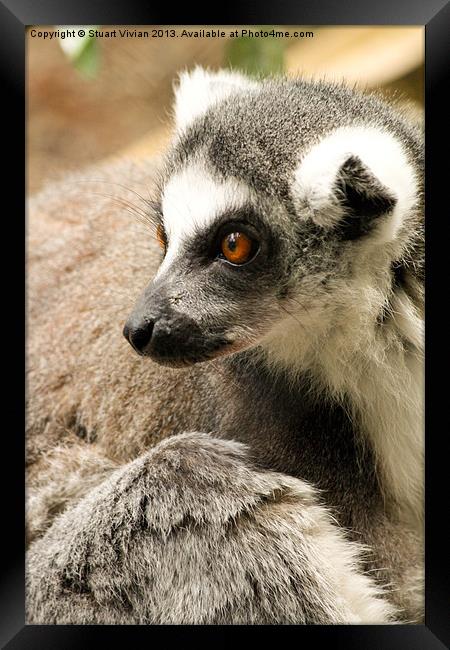Ring-Tailed Lemur Framed Print by Stuart Vivian