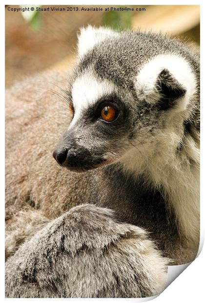 Ring-Tailed Lemur Print by Stuart Vivian