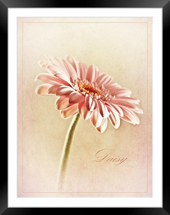 Peachy Pleasure Framed Mounted Print by Aj’s Images