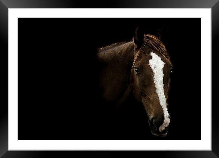 THE STALLION Framed Mounted Print by simon keeping