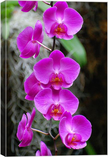 Purple Orchids Canvas Print by Shari DeOllos