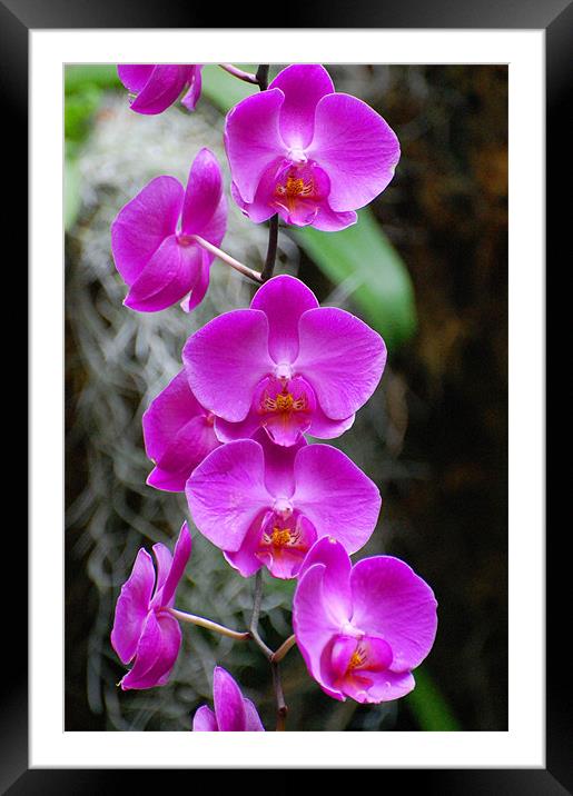 Purple Orchids Framed Mounted Print by Shari DeOllos