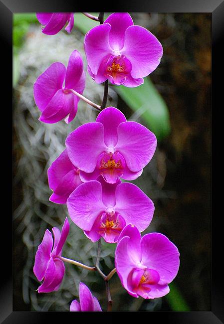 Purple Orchids Framed Print by Shari DeOllos