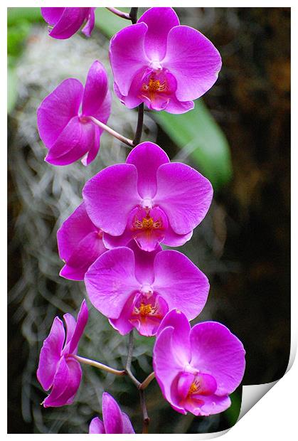 Purple Orchids Print by Shari DeOllos
