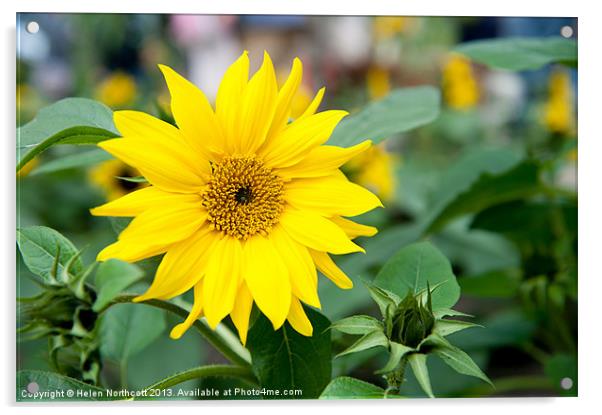 Mini Sunflower and Bud Acrylic by Helen Northcott
