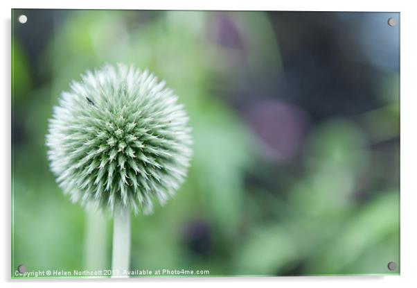 Globe Thistle Acrylic by Helen Northcott