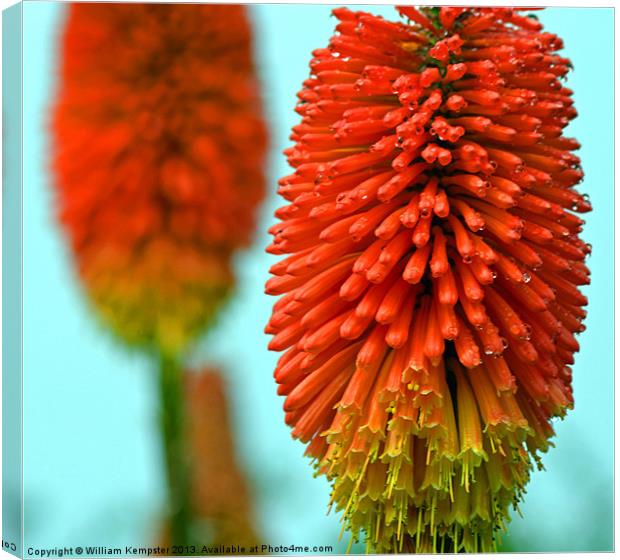 Kniphofia - (Red Hot Poker) Canvas Print by William Kempster