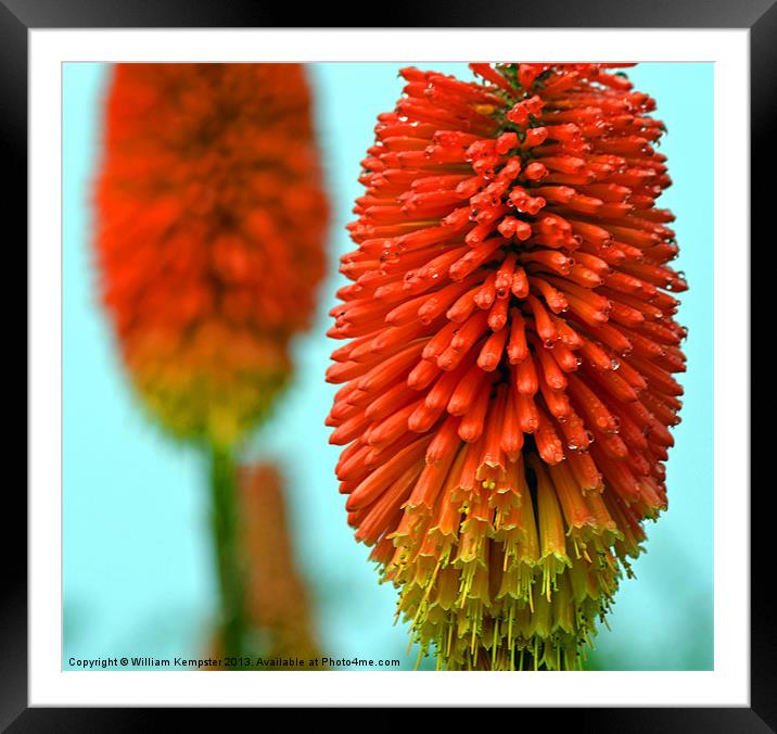 Kniphofia - (Red Hot Poker) Framed Mounted Print by William Kempster