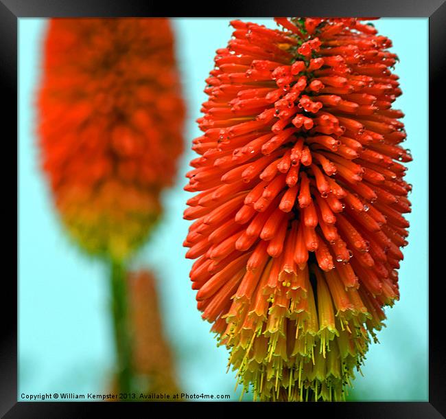 Kniphofia - (Red Hot Poker) Framed Print by William Kempster