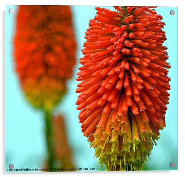 Kniphofia - (Red Hot Poker) Acrylic by William Kempster