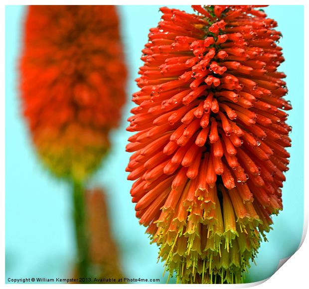 Kniphofia - (Red Hot Poker) Print by William Kempster