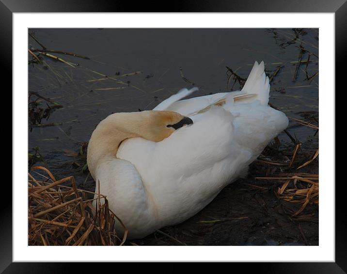 Sleeping Swan Framed Mounted Print by Peter Elliott 