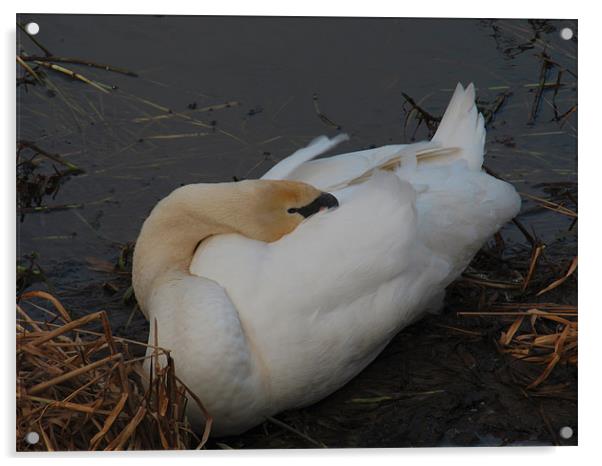 Sleeping Swan Acrylic by Peter Elliott 