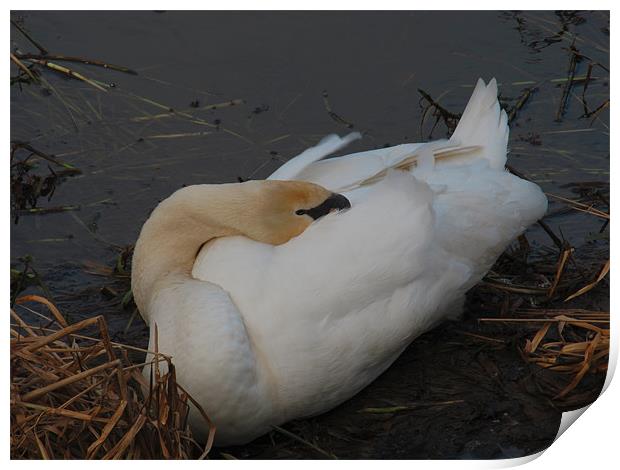 Sleeping Swan Print by Peter Elliott 