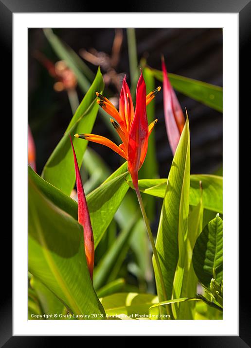 parrots flower Heliconia Framed Mounted Print by Craig Lapsley