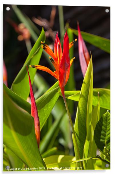 parrots flower Heliconia Acrylic by Craig Lapsley