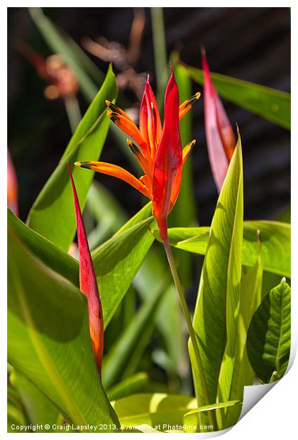 parrots flower Heliconia Print by Craig Lapsley