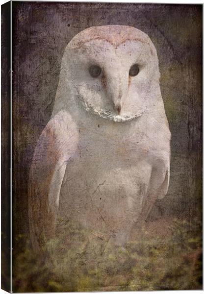 Barn Owl Canvas Print by Mike Sherman Photog