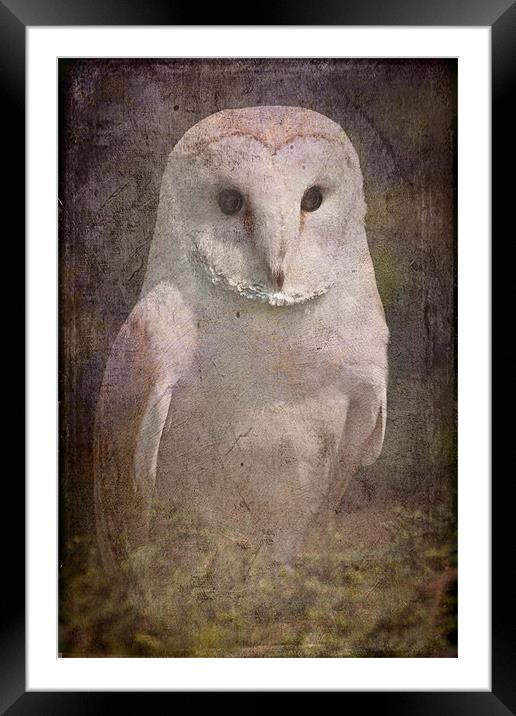 Barn Owl Framed Mounted Print by Mike Sherman Photog