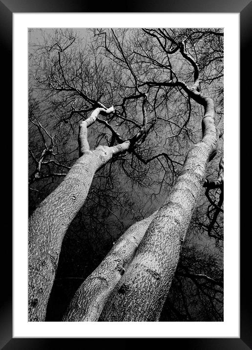 Wild Wood Trees Framed Mounted Print by David Pyatt