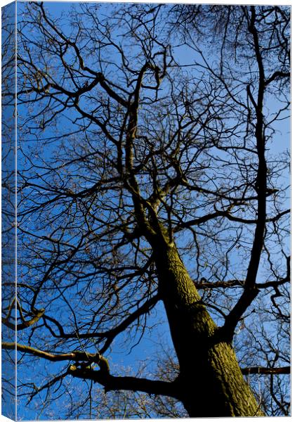 Wild Wood Tree Canvas Print by David Pyatt