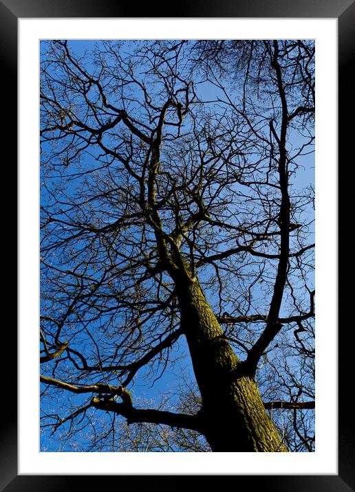 Wild Wood Tree Framed Mounted Print by David Pyatt