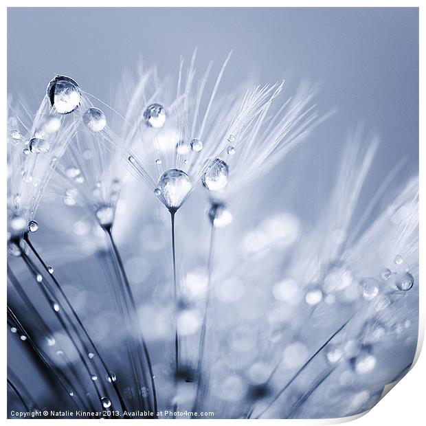 Dandelion Seed with Water Droplets in Blue Print by Natalie Kinnear